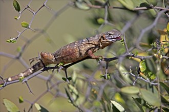 Eastern Mexican Black Iguana, (Ctenosaura acanthura), adult, on tree, foraging, Sonoran Desert,