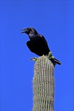 Chihuahuan raven (Corvus cryptoleucus), adult, calling, on saguaro cactus, Sonoran Desert, Arizona,