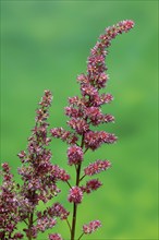 Astilbe, flowering, blossom, Elllerstadt, Germany, Europe