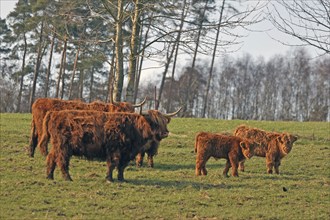 Scottish Highland Cattle, Kyloe, herd, Balve, North Rhine-Westphalia, Germany, Europe