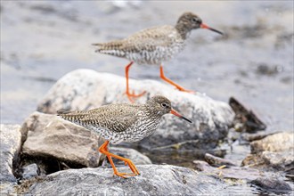 Common redshank (Tringa totanus), two adult birds walking on rock at the water's edge, Varanger,