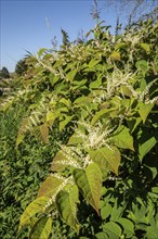 Flowering Japanese Knotweed (Fallopia Japonica), an invasive piece in a forest clearing in Ystad,