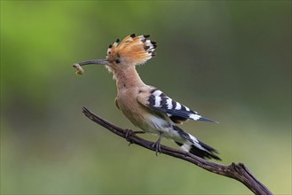 Hoopoe with prey, (Upupa epops), on perch, hoopoe family, formerly raptors, Hides de El Taray /