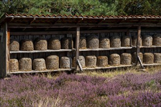 Beehives, bee pieces in the Höpener Heide, heather blossom of the broom heather, in the Lüneburg