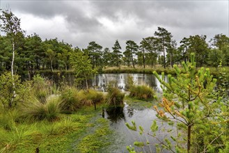 The Pietzmoor, raised bog in the Lüneburg Heath nature reserve, near Schneverdingen, Lower Saxony,