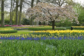 Tulips (Tulipa) and daffodils (Narcissus) at Keukenhof, Lisse, South Holland