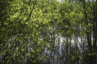 NL, Eesergroen: Spring characterises the landscape, towns and people in the province of Drenthe in