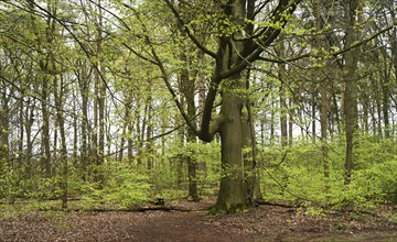 NL, Eesergroen: Spring characterises the landscape, towns and people in the province of Drenthe in