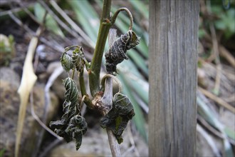 Late night frosts have led to severe frost damage in vineyards in the Elbe Valley. Due to the very