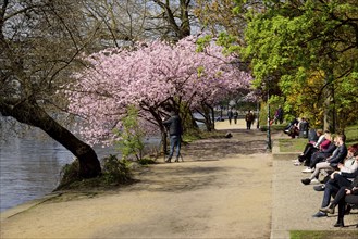 Europe, Germany, Hamburg, City, Inner Alster Lake, Tree blossom, Lunch break at the Alster