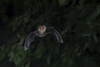 Common pipistrelle (Pipistrellus pipistrellus) hunting insects in front of deciduous forest,