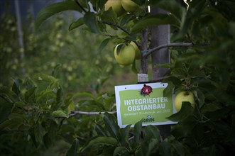 Logo, sign, AGRIOS, working group for integrated fruit growing in South Tyrol, ladybird, Granny