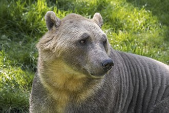 Polar bear, brown bear hybrid, polar bear-grizzly bear hybrid also called grolar bear, pizzly bear,