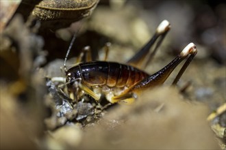 Cricket (Glaphyrosoma sp. 1) sitting on the forest floor, at night in the tropical rainforest,