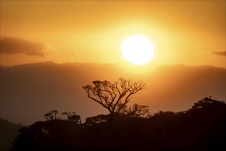 Treetops at sunset, silhouettes against the light, cloud forest, Monte Verde, Puntarenas province,