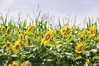 Sunflowers (Helianthus annuus) as a flowering strip on a maize field, Baden-Württemberg, Germany,