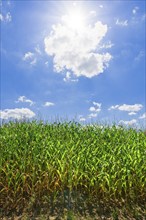 Symbolic image, renewable energies, maize plants, field, biogas plant, feed maize, immature,