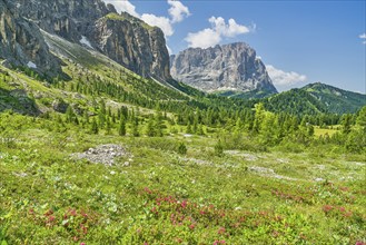 Alpine roses on the Gardena Pass, Sassolungo in the background, Passo Gardena, Dolomites, Selva di