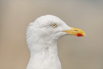 Portrait of a herring gull (Larus argentatus) in the cliffs of the Atlantic Ocean. Camaret, Crozon,