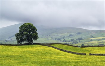 Farms in Yorkshire Dales National Park, North Yorkshire, England, United Kingdom, Europe