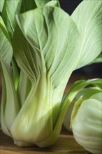 Fresh green bok choy or pac choi chinese cabbage. Side view, close up, macro