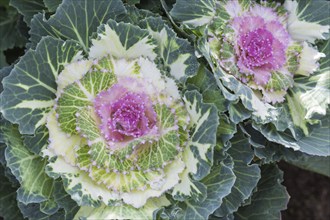 Decorative pink and white cabbage with water droplets