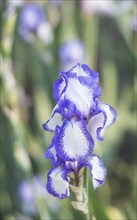 Colorful blue and white irises in a botanical garden