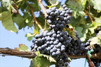 Close-up of blue grapes on vines in the Palatinate