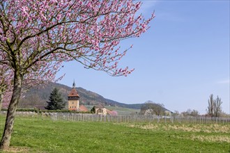 Almond tree blossom (Prunus dulcis) at Geilweilerhof, Siebeldingen, German Wine Route, also