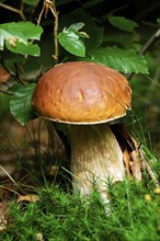 Boletus, (Boletus edulis), Boletus under a beech branch, Bavaria, Federal Republic of Germany