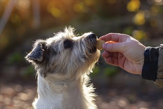 Human rewarding dog with treat. KI generiert, generiert, AI generated