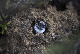 A willow sand bee in the Hohe Ward nature reserve in Münster, 08/04/2024