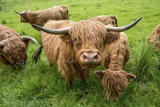 Highland cattle, Highland Cattle or Kyloe (Bos primigenius f. taurus), cow, shaggy coat covers