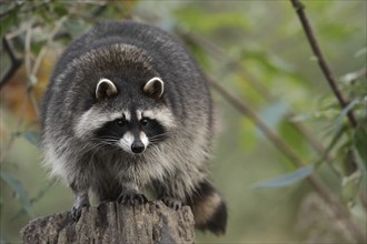 Raccoon (Procyon lotor), Hesse, Germany, Europe