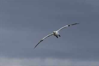 Northern gannet (Morus bassanus) adult bird in flight, Yorkshire, England, United Kingdom, Europe