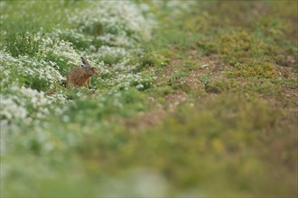 Brown hare (Lepus europaeus) adult animal amongst flowering Mayweed plants in a farmland field in