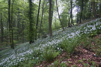 Ramson (Allium ursinum), North Rhine-Westphalia, Germany, Europe