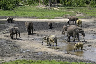 African forest elephants (Loxodonta cyclotis) in the Dzanga Bai forest clearing, Dzanga-Ndoki