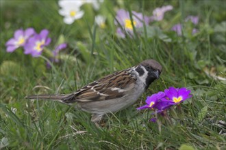 Eurasian tree sparrow (Passer montanus) foraging in a spring meadow, Baden-Württemberg, Germany,