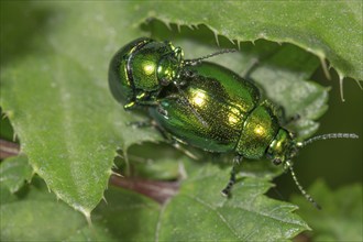 Two dock leaf beetles (Gastrophysa viridula), pair of animals copulating on a green leaf in