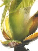 Chestnut, common horse-chestnut (Aesculus hippocastanum), bud with young leaves, resin droplets and