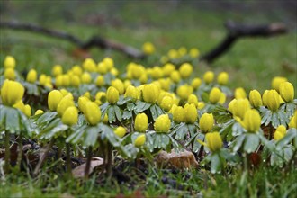 Winter aconites (Eranthis hyemalis), Germany, Europe