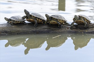 Red-eared slider turtles (Trachemys scripta elegans, Pseudemys scripta elegans) on a branch in a