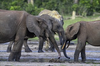 African forest elephants (Loxodonta cyclotis) in the Dzanga Bai forest clearing, Dzanga-Ndoki