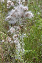 Faded Spear Thistle (Cirsium vulgare), Bavaria, Germany, Europe