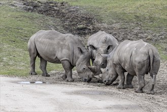 White rhinoceroses (Ceratotherium simum), Emmen Zoo, Netherlands