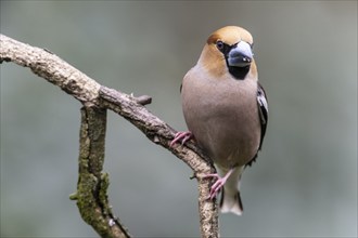 Hawfinch (Coccothraustes coccothraustes), Emsland, Lower Saxony, Germany, Europe