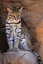 Ocelot (Leopardus pardalis), adult, sitting, at the den, alert, Sonora Desert, Arizona, North