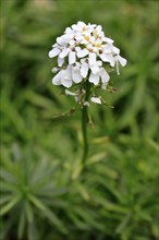 Evergreen candytuft (Iberis sempervirens), flowering, flower, Ellerstadt, Germany, Europe