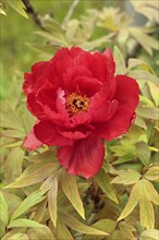 Peony (Paeonia Hybride), blooming, flower, Elllerstadt, Germany, Europe